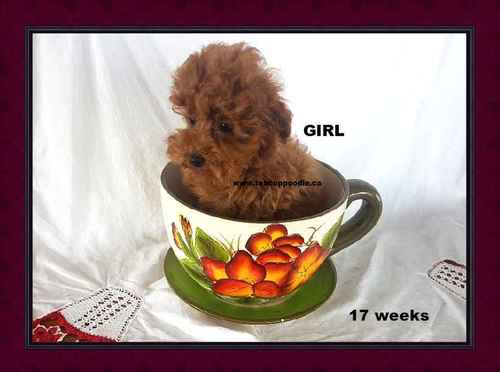 cinnamon micro poodle for sale